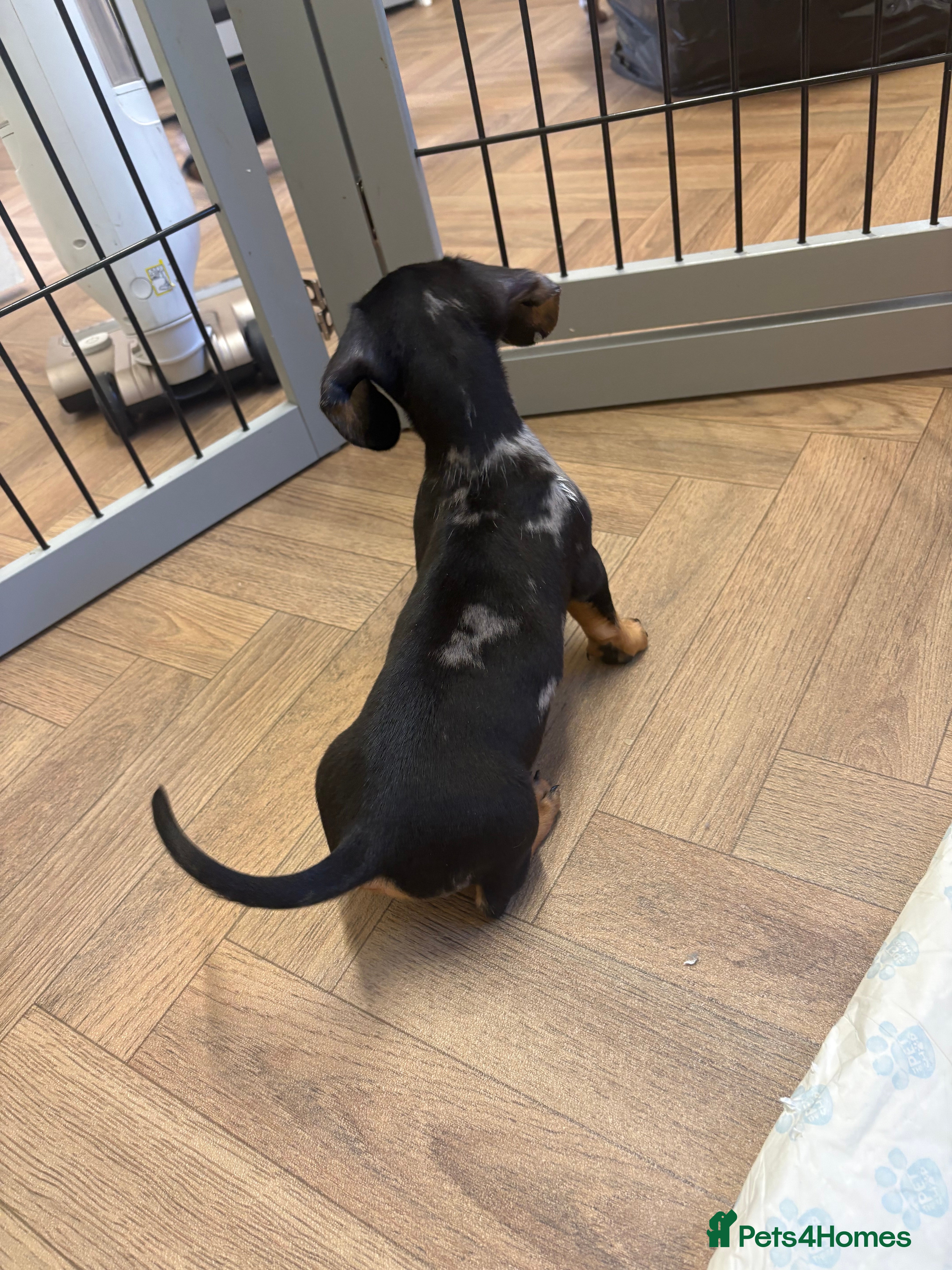 Miniature Dachshund dogs 🐾 Beautiful Miniature Dachshund 🐾 - Advert 2