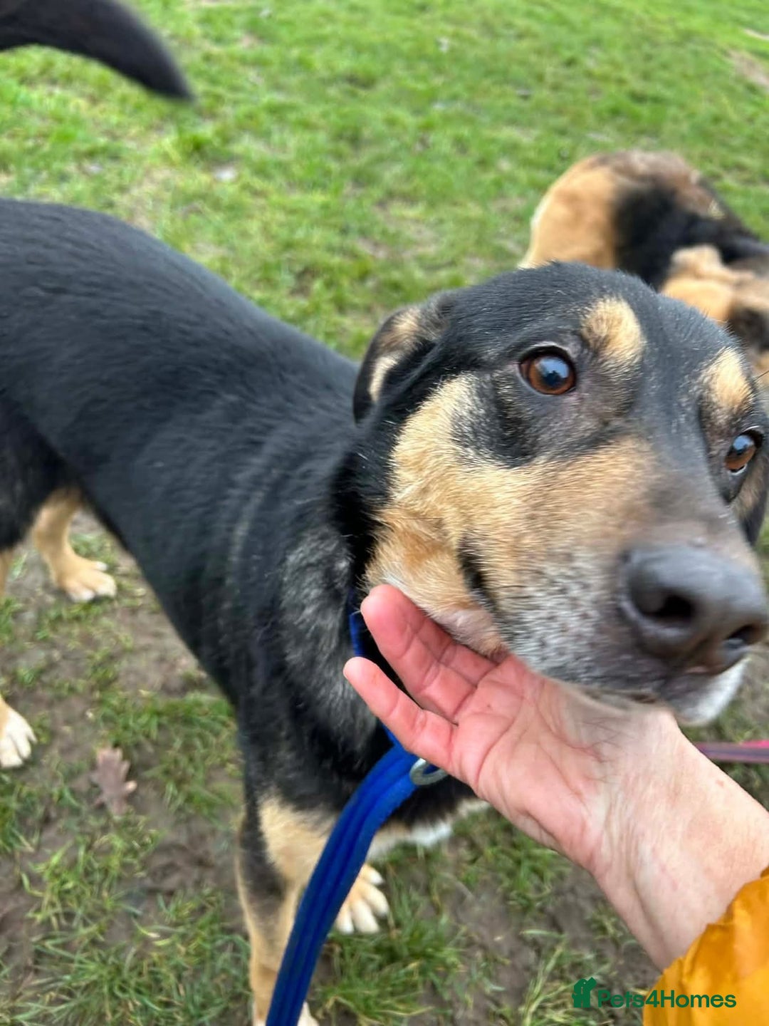 Mixed Breed dogs for adoption: Batman - Norwich Norfolk  - Advert 9