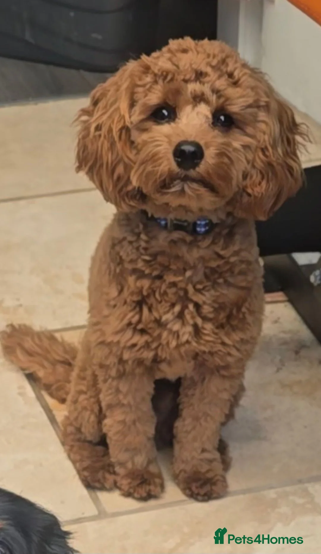 Cavapoo dogs for sale: 💙CAVAPOO💙 8 month old Male Red Cavapoo  - Advert 14