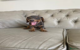 Miniature Dachshund dogs for sale: Miniture dachshund puppies - Image 29