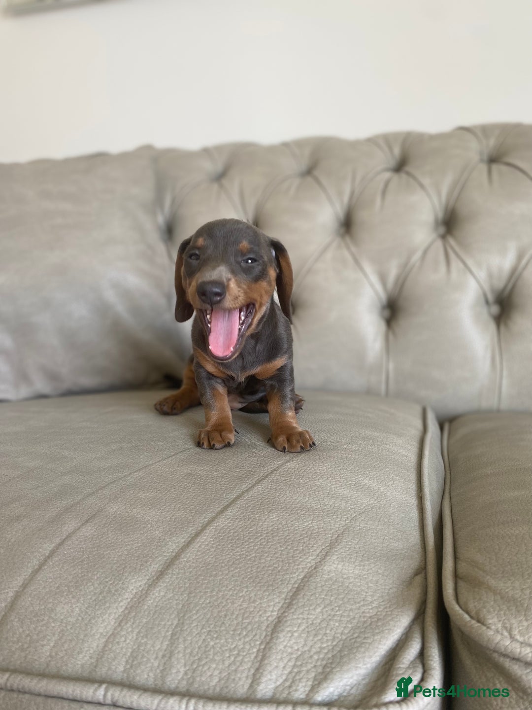 Miniature Dachshund dogs for sale: Miniture dachshund puppies - Image 29