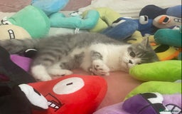 Exotic cats for sale: White & Grey Male Kitten Exotic Shorthair - Image 1