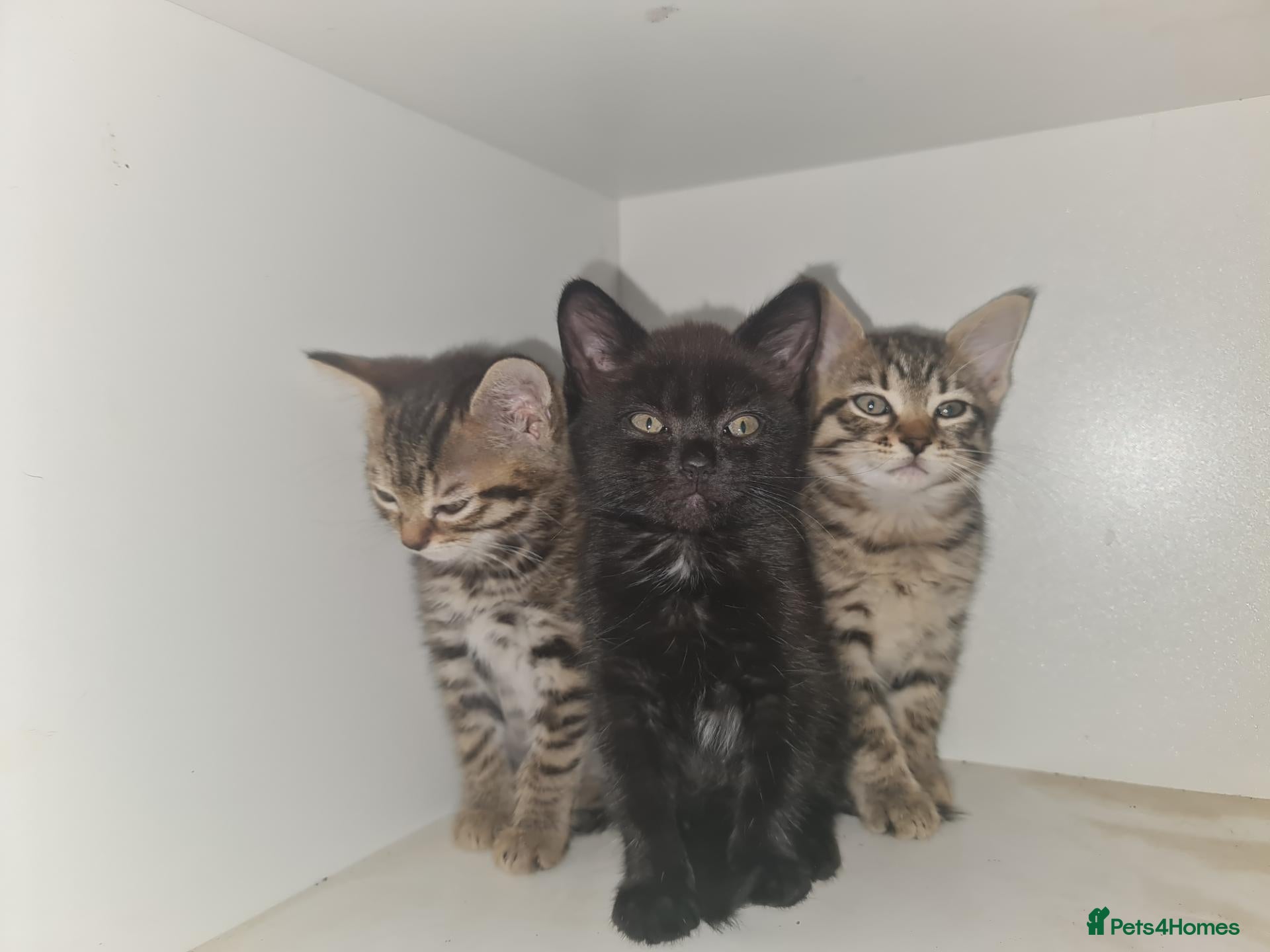 Mixed Breed cats 3 girl kittens for sale  - Advert 2