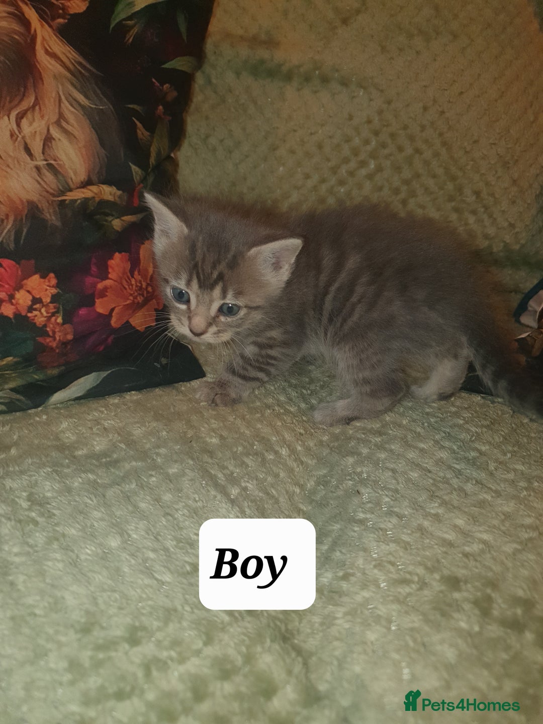 British Shorthair cats for sale: Beautiful kittens for sale  - Advert 5