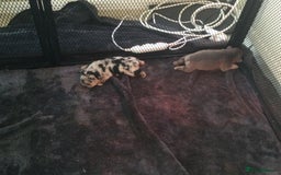 French Bulldog dogs for sale: French bulldog pups - Advert 4