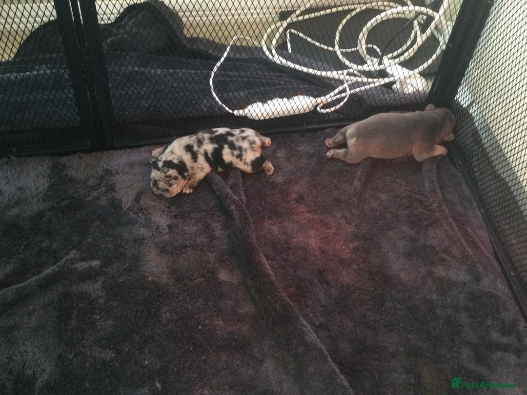 French Bulldog dogs for sale: French bulldog pups - Advert 4