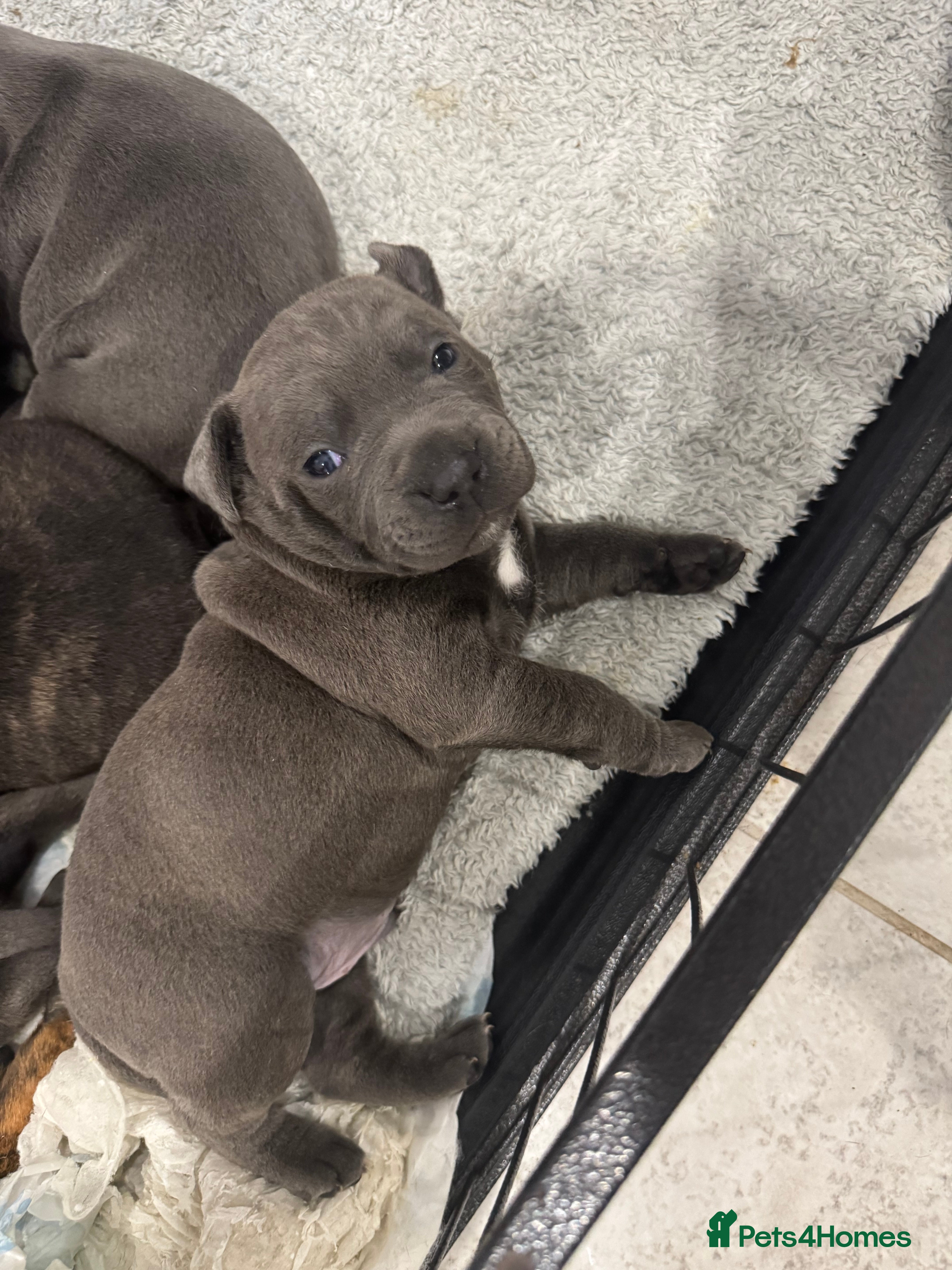 Staffordshire Bull Terrier dogs  Last BOY Staffordshire bull terrier puppies  - Advert 3