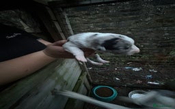 Border Collie dogs for sale: merle + black and white pups  - Image 7