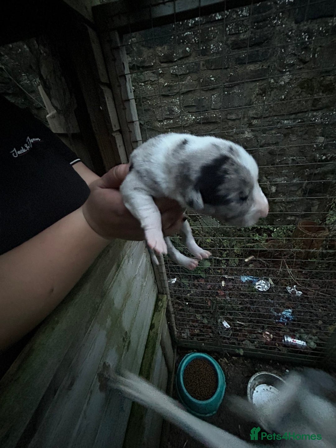 Border Collie dogs for sale: merle + black and white pups  - Image 7