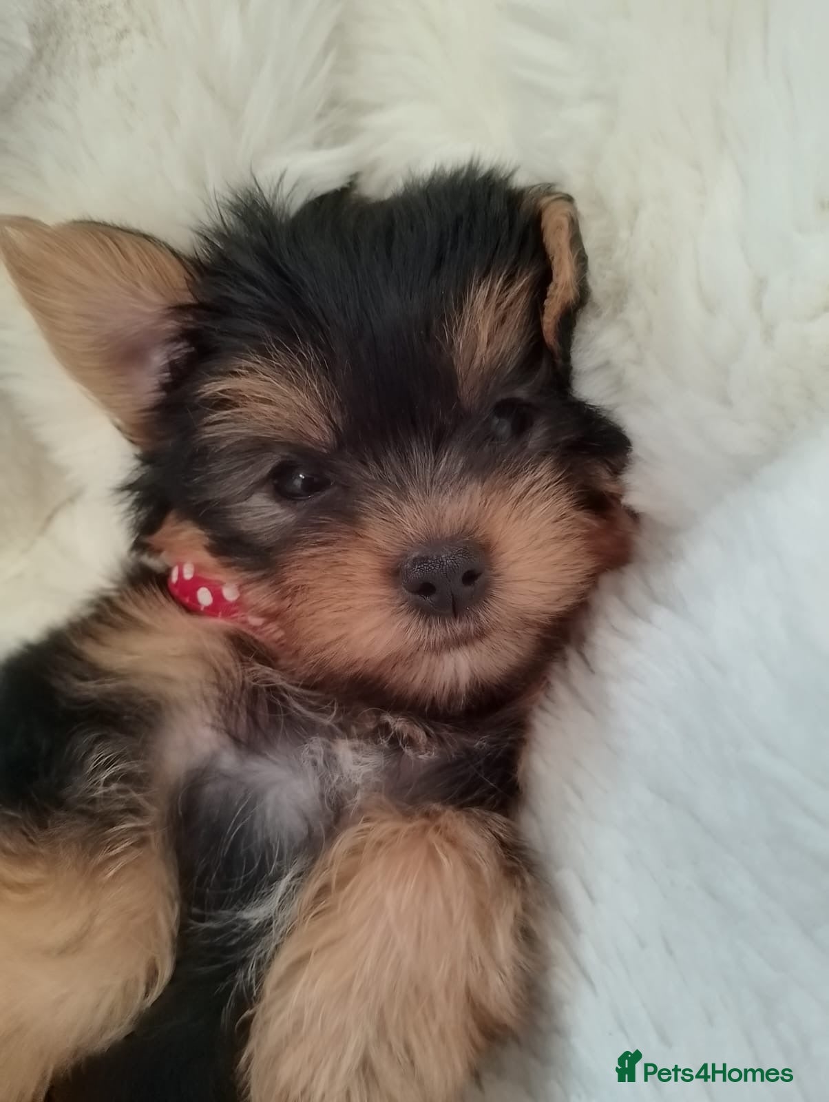 Yorkshire Terrier dogs puppies available  - Advert 1