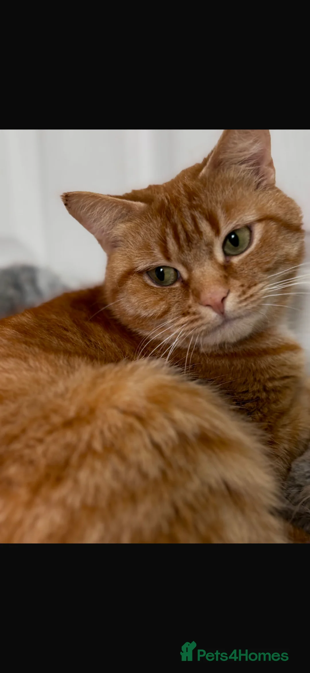 Mixed Breed cats for sale: Cat for sale - Advert 4