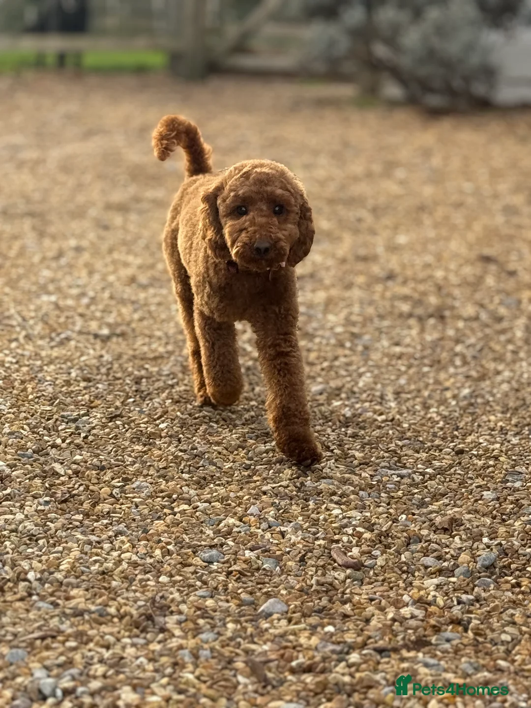 Miniature Poodle dogs for sale: Beautiful Miniature Poodle Female  - Advert 23