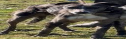 Lurcher dogs for sale: Top quality Lurcher puppies - Advert 32