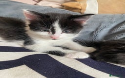 Mixed Breed cats for sale: Fluffy black and white girl - Image 2