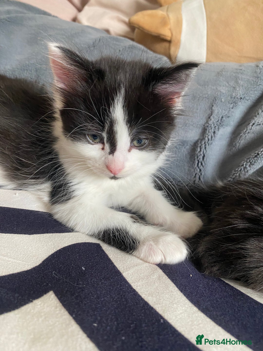 Mixed Breed cats for sale: Fluffy black and white girl - Image 2