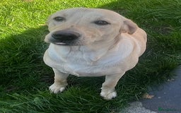 Labrador Retriever dogs for sale: Beautiful Labrador girl  - Image 14