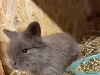 Mixed Breed rabbits Pick up 2/4/26 Double Mained Lionhead - Advert 9