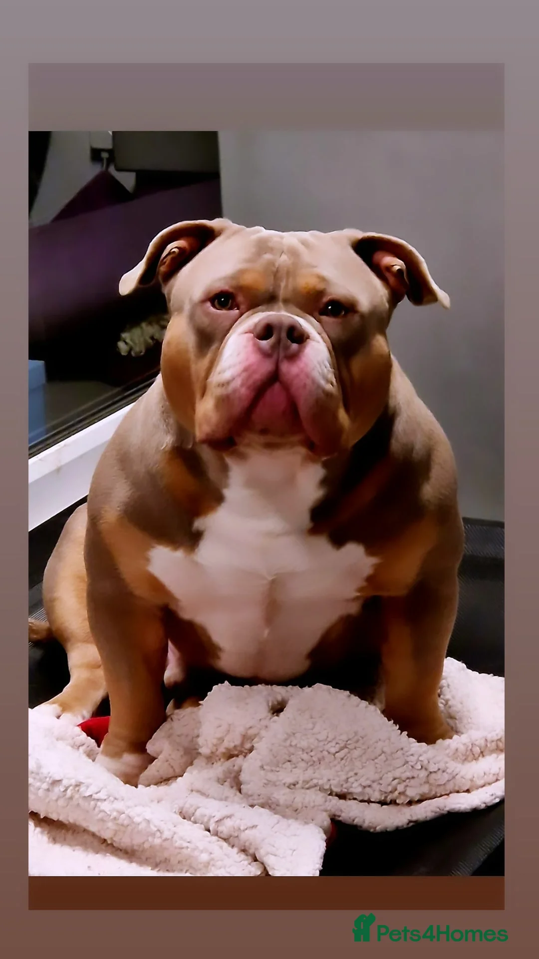 American Bully dogs for stud: American Pocket Bully PROVEN ! in Dartford - Advert 28