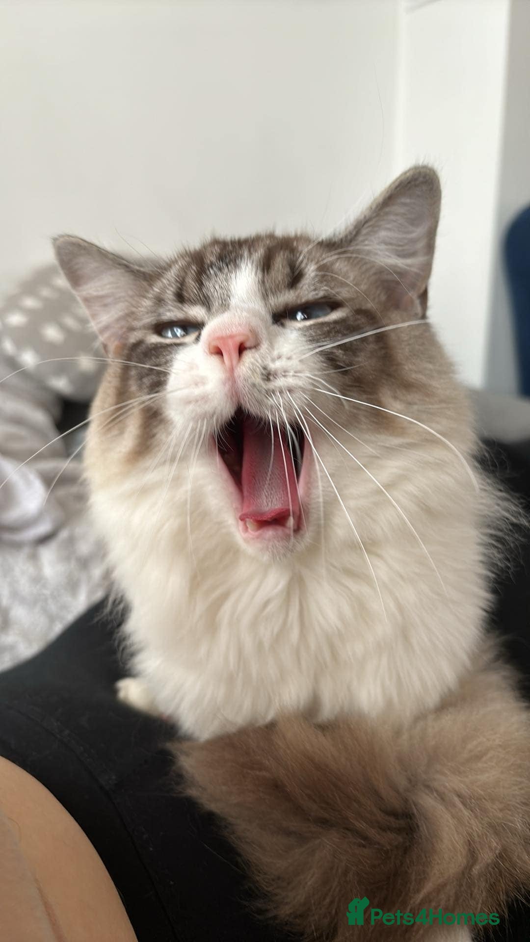Ragdoll cats for sale: Ragdoll male cat 1 year old - Image 2