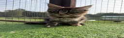 Maine Coon cats for sale: Maine Coon GCCF Registered - Advert 10