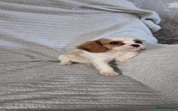 Cavalier King Charles Spaniel dogs for sale: Extensively health tested parents  - Image 4