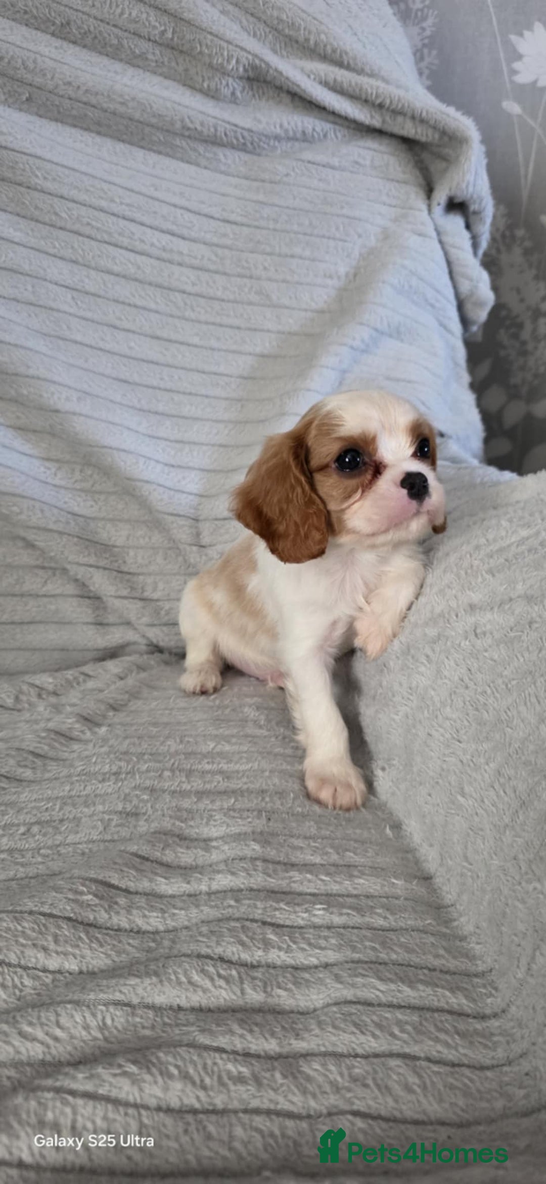 Cavalier King Charles Spaniel dogs for sale: Extensively health tested parents  - Image 4