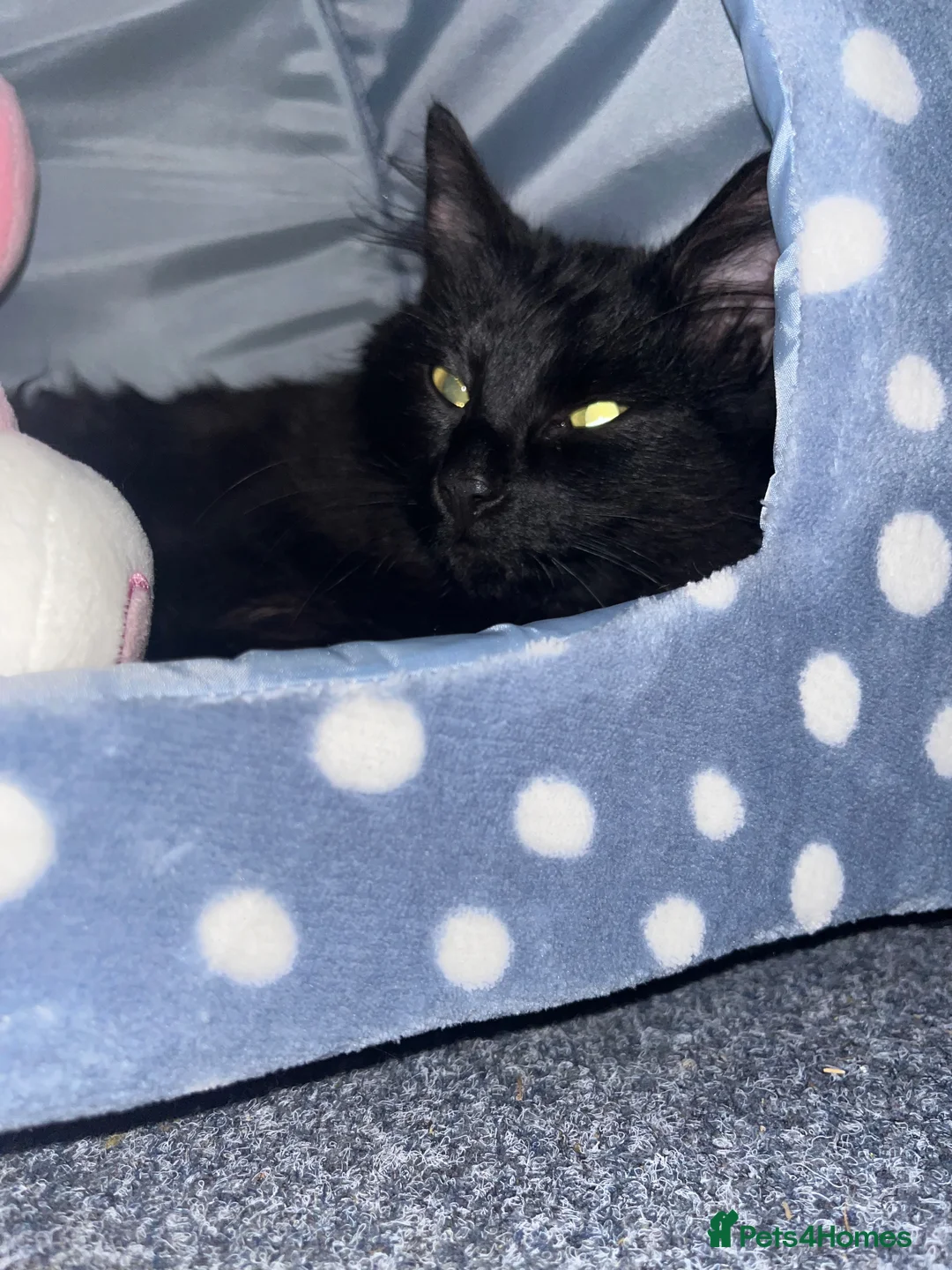 Mixed Breed cats for sale: Beautiful black cat wants a new home! in Luton - Advert 1