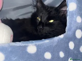 Mixed Breed cats Beautiful black cat wants a new home! - Advert 5