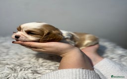 Cavalier King Charles Spaniel dogs for sale: Cavalier puppies  - Advert 15