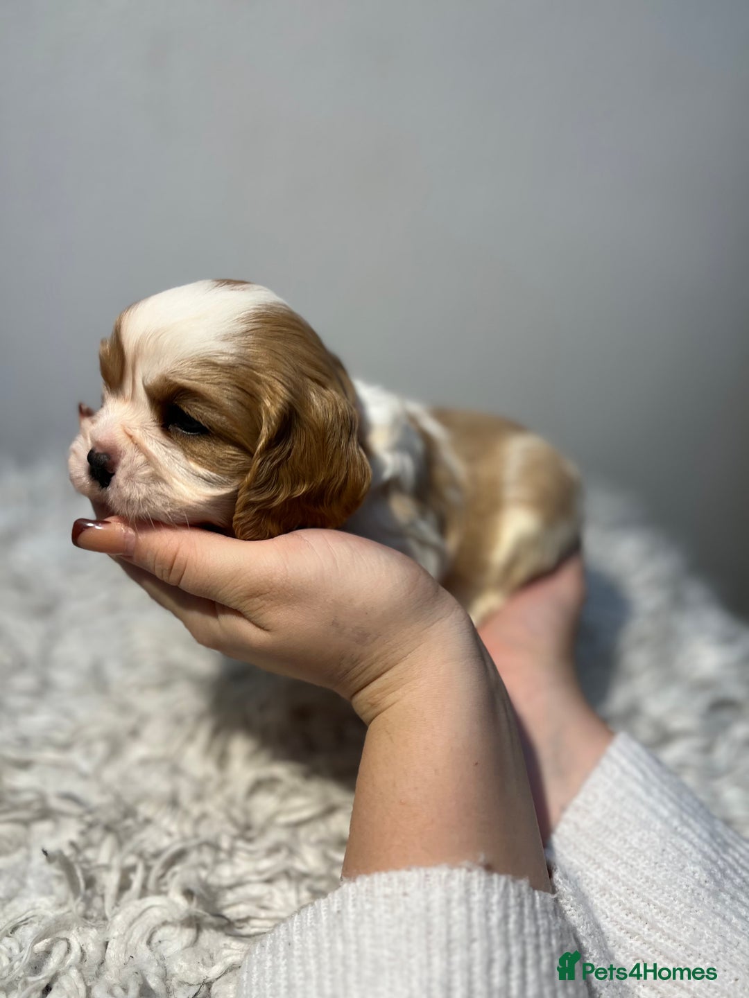 Cavalier King Charles Spaniel dogs for sale: Cavalier puppies  - Advert 15