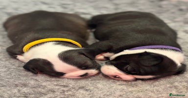 Boston Terrier dogs - Advert 16