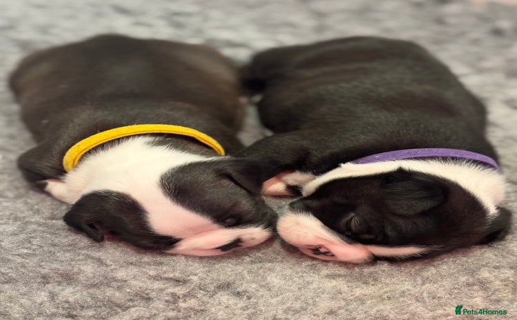 Boston Terrier dogs - Advert 5