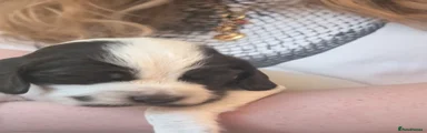 Speedy