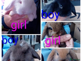 Mini Lop rabbits Beautiful Mini Lops ready on 14/12 - Advert 11