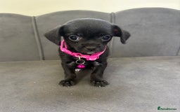Chipoo dogs for sale: Stunning Chipoo Pups DNA Health Tested - Image 22