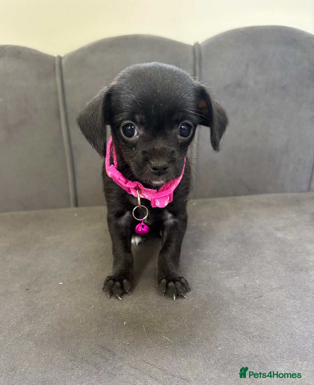 Chipoo dogs for sale: Stunning Chipoo Pups DNA Health Tested - Image 22