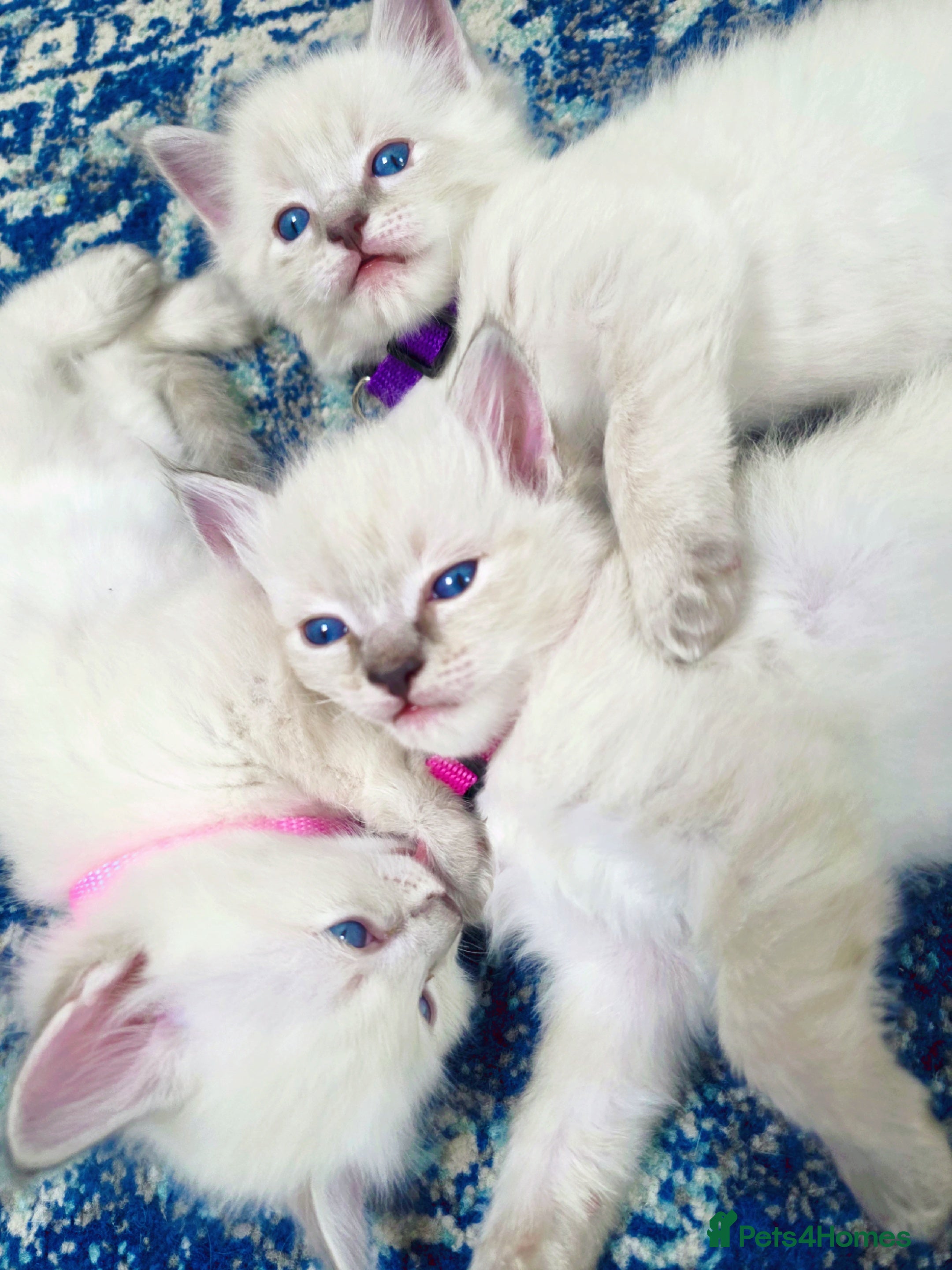 Ragdoll cats Ragdoll kitten - Advert 1