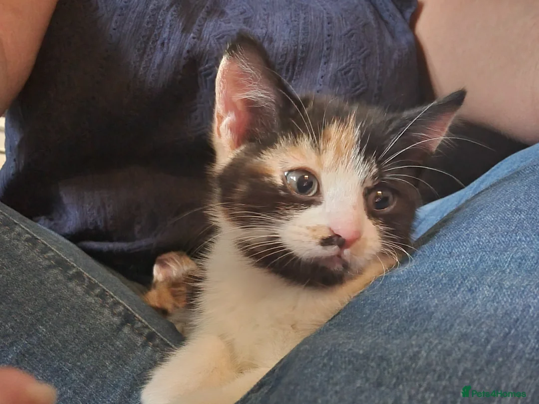 Mixed Breed cats for sale: Gorgeous kittens ready for loving homes - Advert 2
