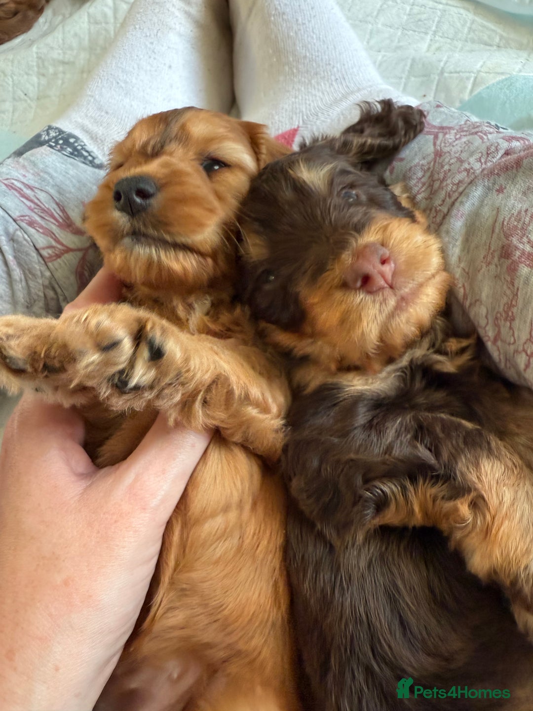 Cockapoo dogs for sale: ✨ F1 Toy Cockapoo Puppies – Ready 28th August ✨ - Image 7