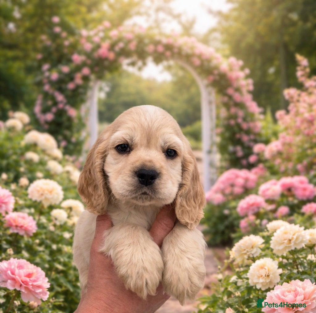 Cocker Spaniel dogs Super Cute little boys NOW READY! - Advert 10