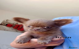 Chihuahua dogs for sale: Dna tested parents Lilac girl - Image 6