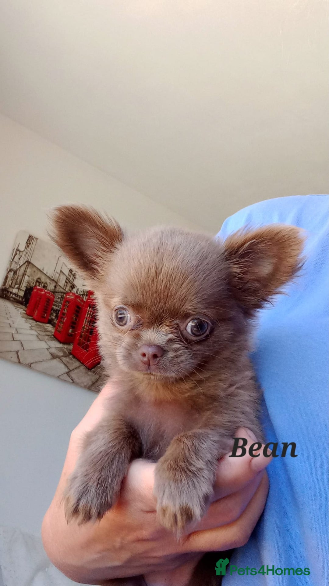 Chihuahua dogs for sale: Dna tested parents Lilac girl - Image 6