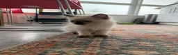 Ragdoll cats for sale: Ragdoll Kittens  - Advert 11
