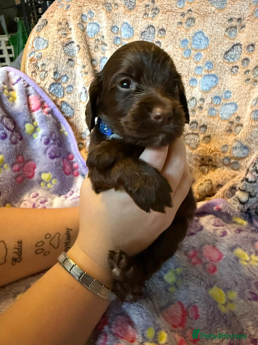 Cocker Spaniel dogs for sale: COCKER SPANIEL LITTER OF 9 IN SCARBOROUGH  - Image 4