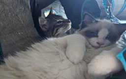 Ragdoll cats for sale: 2 beautiful kittens free to a good home - Image 7