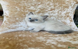 Ragdoll cats for sale: Beautiful ragdoll kittens - Image 12
