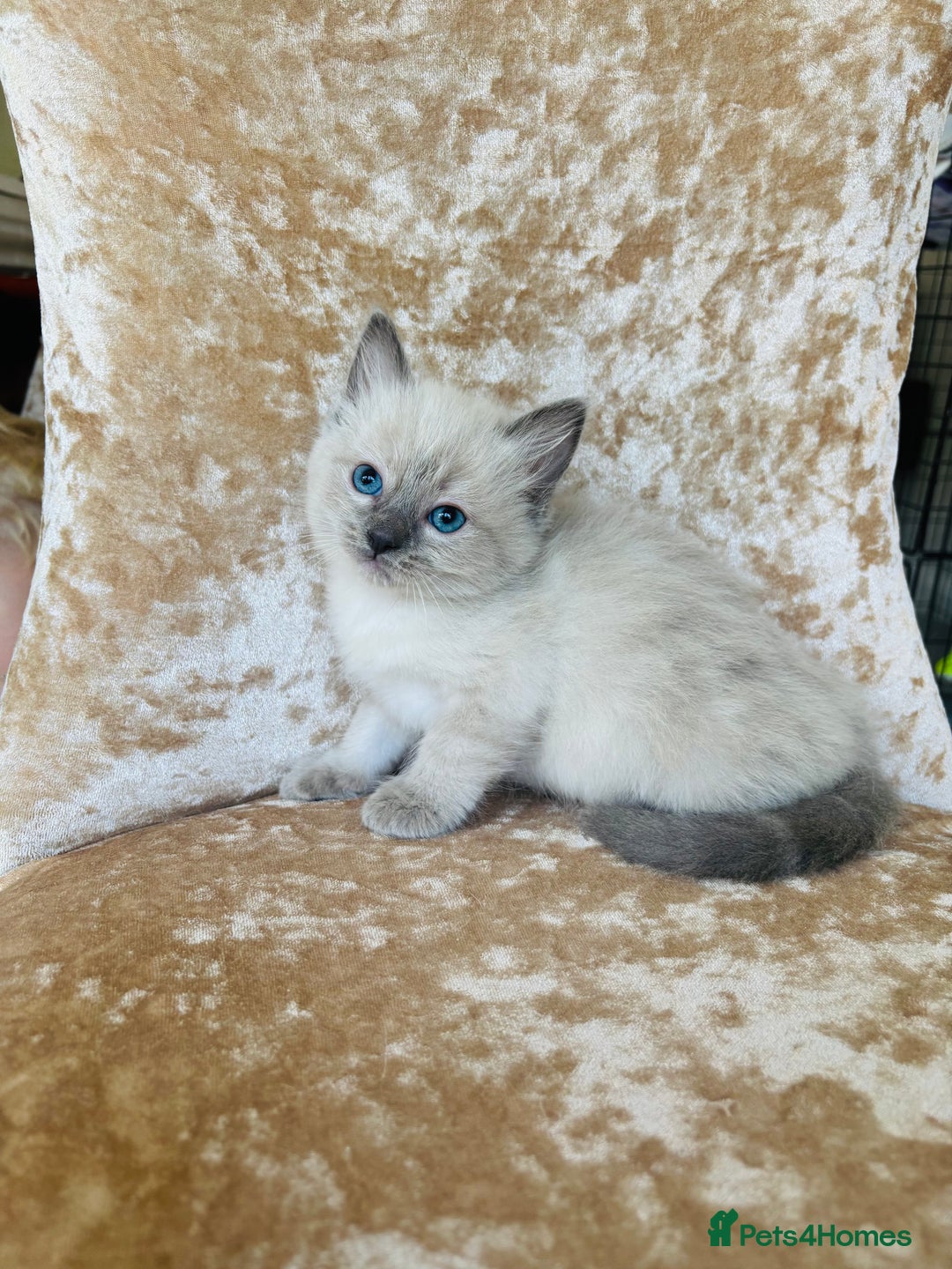 Ragdoll cats for sale: Beautiful ragdoll kittens - Image 12