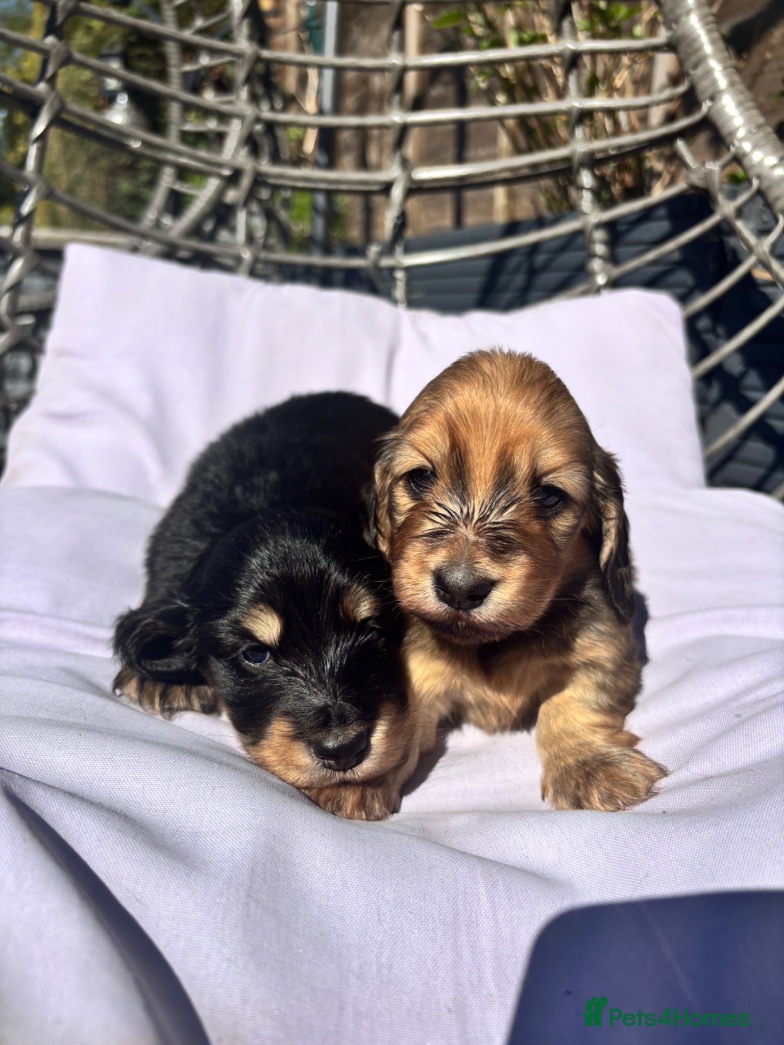 Miniature Dachshund dogs Beautiful Mini Dachshunds Puppies - Ready Soon   - Advert 1