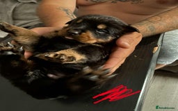 Rottweiler dogs for sale: Rottweiler puppies for sale - Image 12