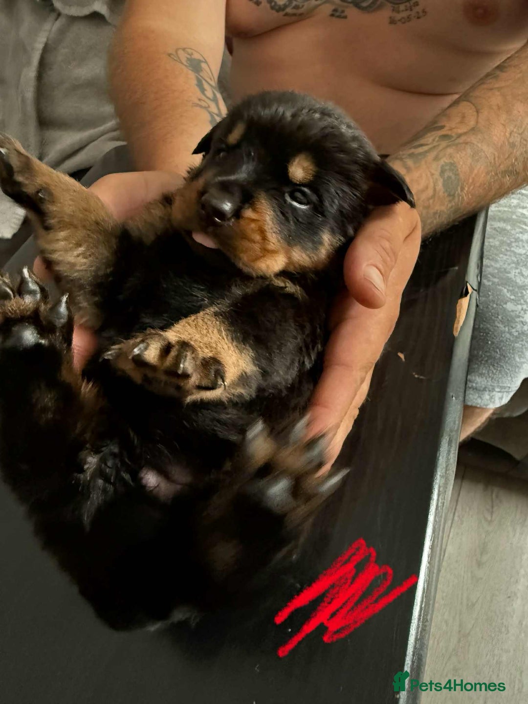 Rottweiler dogs for sale: Rottweiler puppies for sale - Image 12